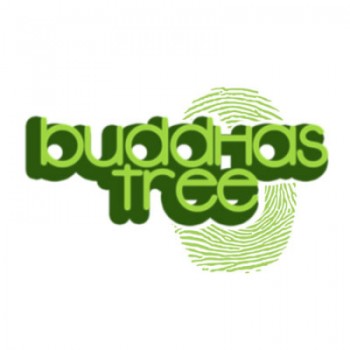 Buddhas Tree Dr Blooms