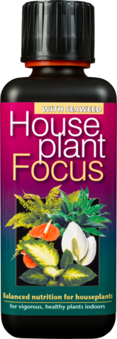 House Plant Focus