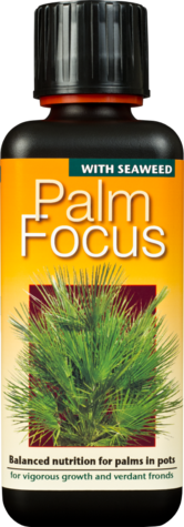 Palm Focus