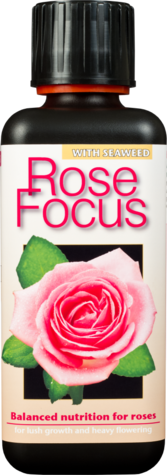 Rose Focus