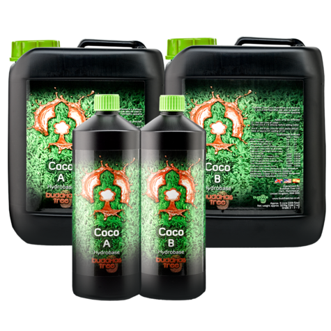 Buddhas Tree Coco A&B - main image