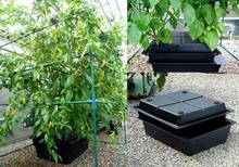 Amazon Twin Aeroponic System